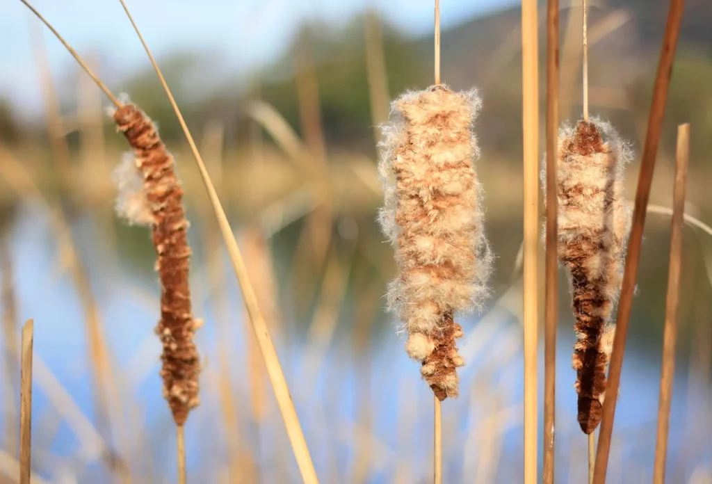 Cattail Fluff Fire Starters